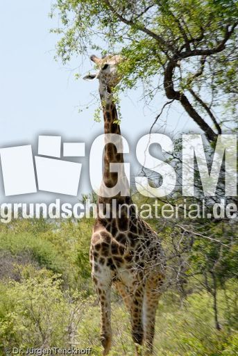 Giraffe (4 von 94).jpg